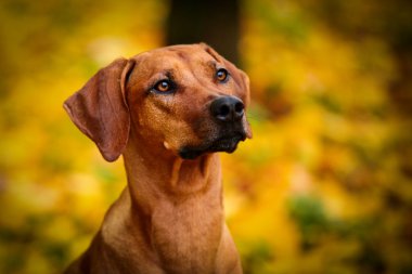 Dog breed Rhodesian Ridgeback clipart