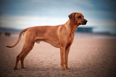 Dog breed Rhodesian Ridgeback clipart