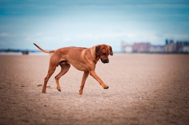 köpek doğurmak Rodezya ridgeback