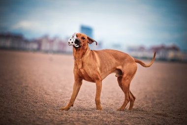 köpek doğurmak Rodezya ridgeback