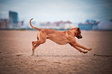 köpek doğurmak Rodezya ridgeback