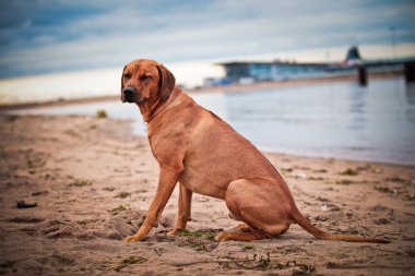 köpek doğurmak Rodezya ridgeback