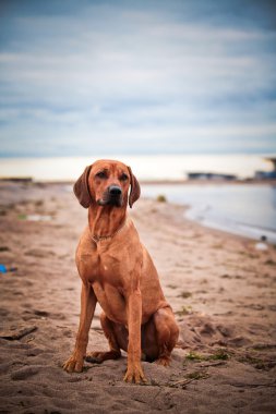 köpek doğurmak Rodezya ridgeback