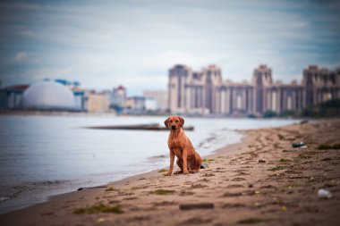 köpek doğurmak Rodezya ridgeback