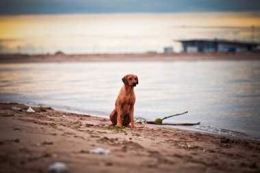 köpek doğurmak Rodezya ridgeback
