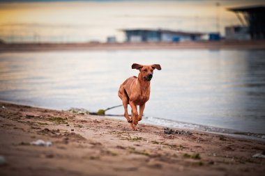 köpek doğurmak Rodezya ridgeback