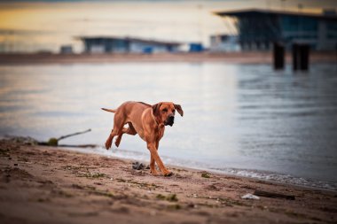köpek doğurmak Rodezya ridgeback