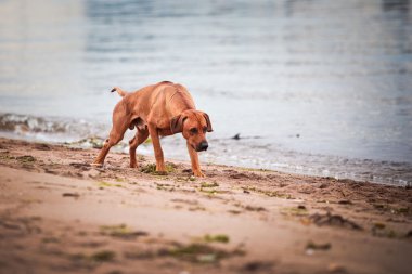 köpek doğurmak Rodezya ridgeback
