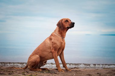 köpek doğurmak Rodezya ridgeback