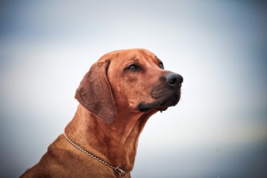 köpek doğurmak Rodezya ridgeback