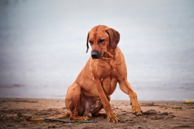 köpek doğurmak Rodezya ridgeback