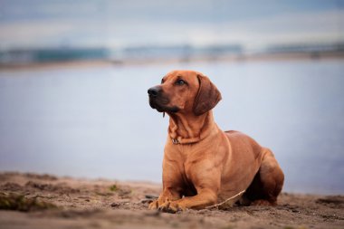 köpek doğurmak Rodezya ridgeback