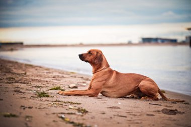 köpek doğurmak Rodezya ridgeback