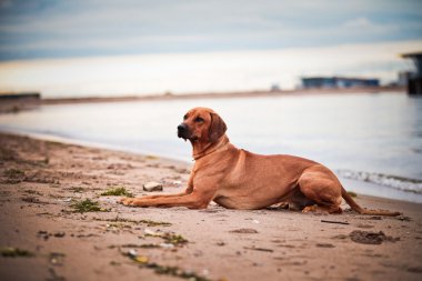 köpek doğurmak Rodezya ridgeback