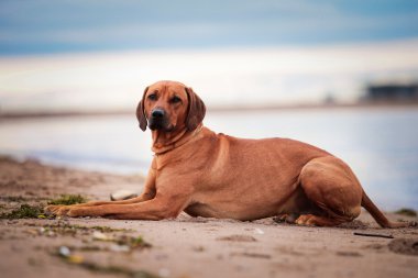 köpek doğurmak Rodezya ridgeback