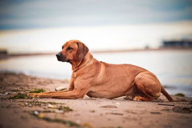 köpek doğurmak Rodezya ridgeback