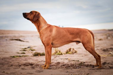 köpek doğurmak Rodezya ridgeback