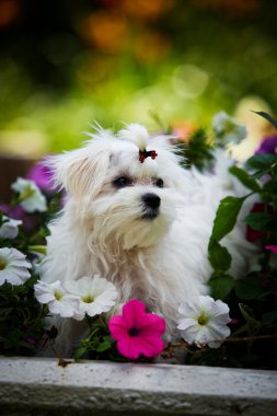 Biewer york köpek niteliğine