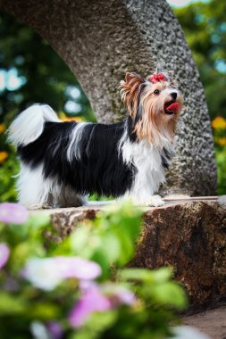Biewer york köpek niteliğine