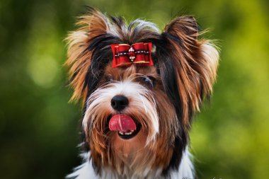 Biewer york köpek niteliğine