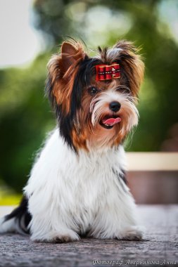 Biewer york köpek niteliğine