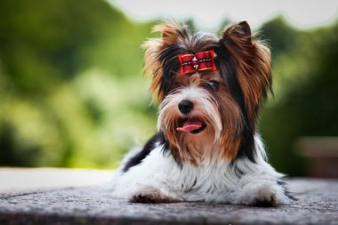 Biewer york köpek niteliğine