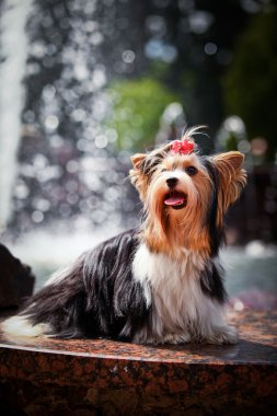 Biewer york köpek niteliğine