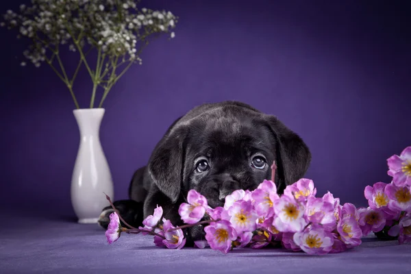 Raça de cão Cana italiana Corso, cachorro — Fotografia de Stock