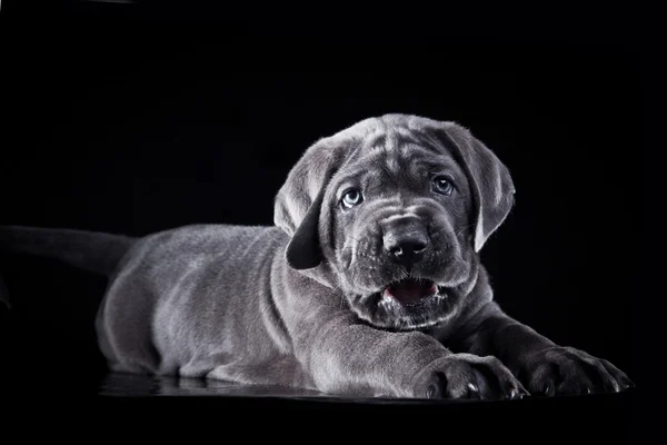 Kutya tenyészt olasz cane corso, kiskutya — Stock Fotó