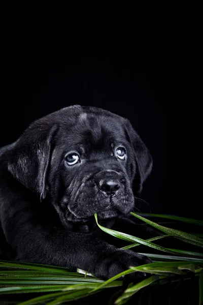 개 품종 이탈리아 지팡이 골프 코스, 강아지 — 스톡 사진