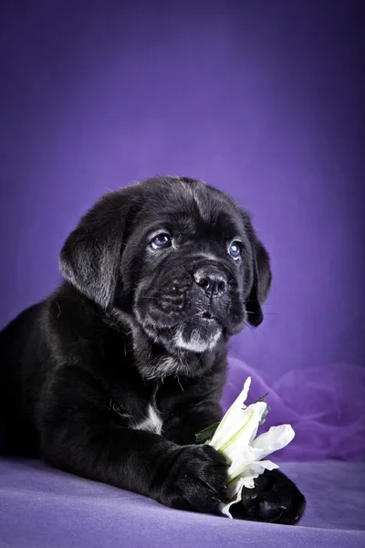 Raza de perro Cane Corso italiano, cachorro — Foto de Stock