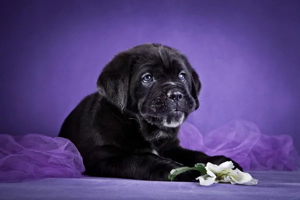 Raza de perro Cane Corso italiano, cachorro — Foto de Stock