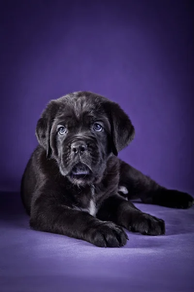 Kutya tenyészt olasz cane corso, kiskutya — Stock Fotó