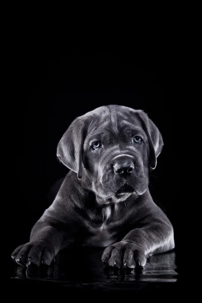 Cane razza Italian Cane Corso, cucciolo — Foto Stock