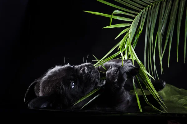 Kutya tenyészt olasz cane corso, kiskutya — Stock Fotó