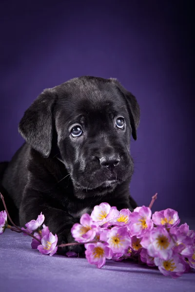 Rasa de câini Italian Cane Corso, catelus — Fotografie, imagine de stoc