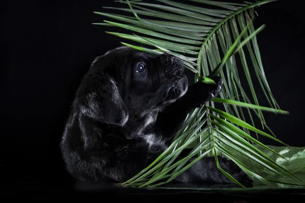 Kutya tenyészt olasz cane corso, kiskutya — Stock Fotó