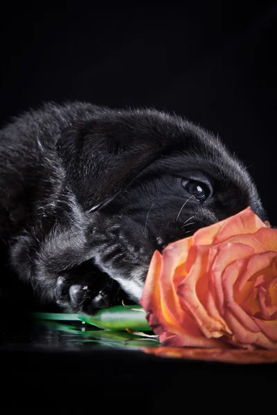Köpek doğurmak İtalyan cane corso, köpek yavrusu — Stok fotoğraf