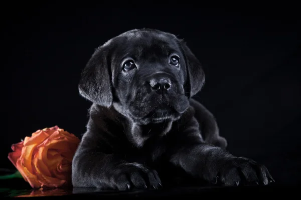 Порода собак Итальянский тростник Корсо, щенок — стоковое фото