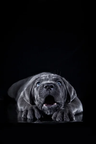 Hondenras Italiaanse cane corso, puppy — Stockfoto