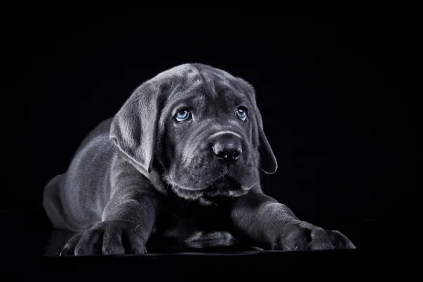 Dog breed Italian Cane Corso, puppy — Stock Photo, Image