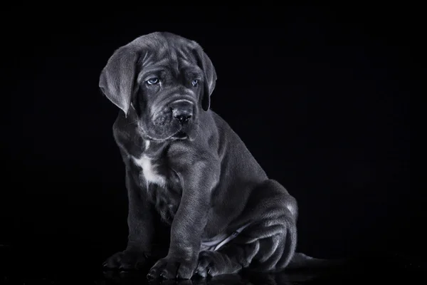 Raza de perro Cane Corso italiano, cachorro — Foto de Stock