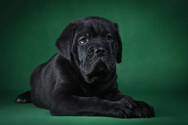 Cane razza Italian Cane Corso, cucciolo — Foto Stock