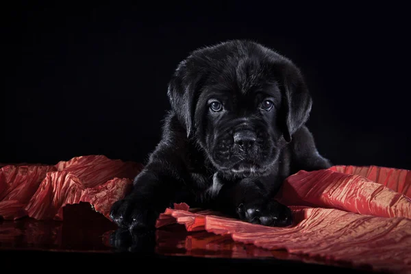 Dog breed Italian Cane Corso, puppy — Stock Photo, Image