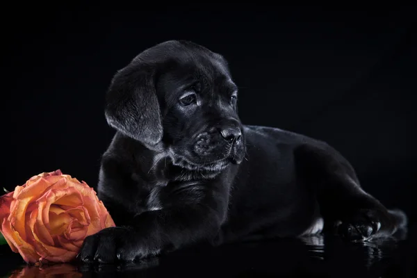 Psí plemeno italské cane corso, štěně — Stock fotografie