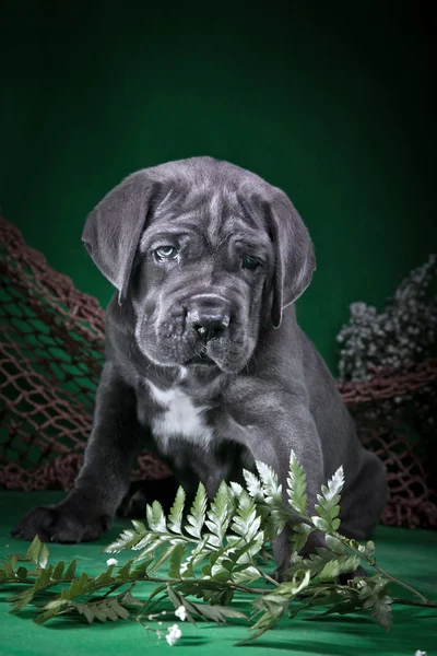 Hund rasen italiensk cane corso, valp — Stockfoto