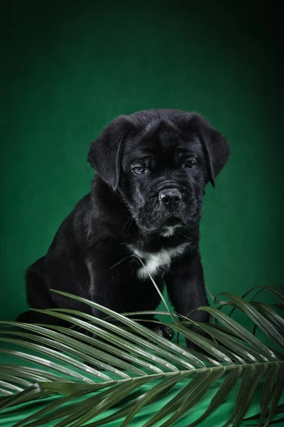 Cane cucciolo Cane Cane Corso — Foto Stock