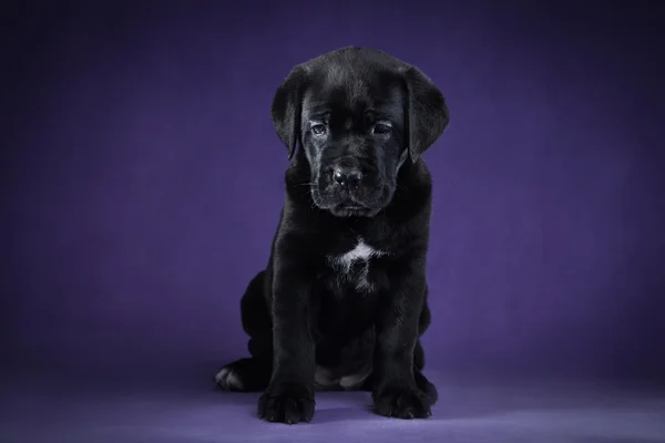 Cane Corso kölyök kutyák — Stock Fotó