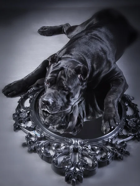 Raça de cão Cana italiana Corso — Fotografia de Stock