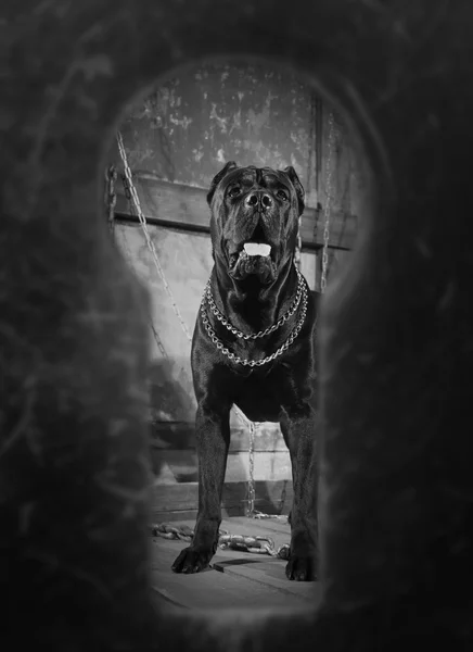 Kutya tenyészt olasz cane corso — Stock Fotó